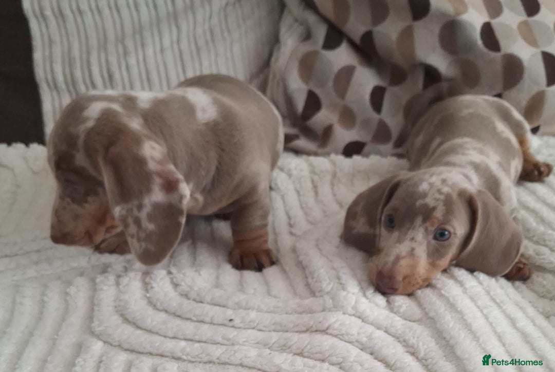 Miniature Dachshund dogs for sale: Adorable KC registered mini dachsund pups - Image 6