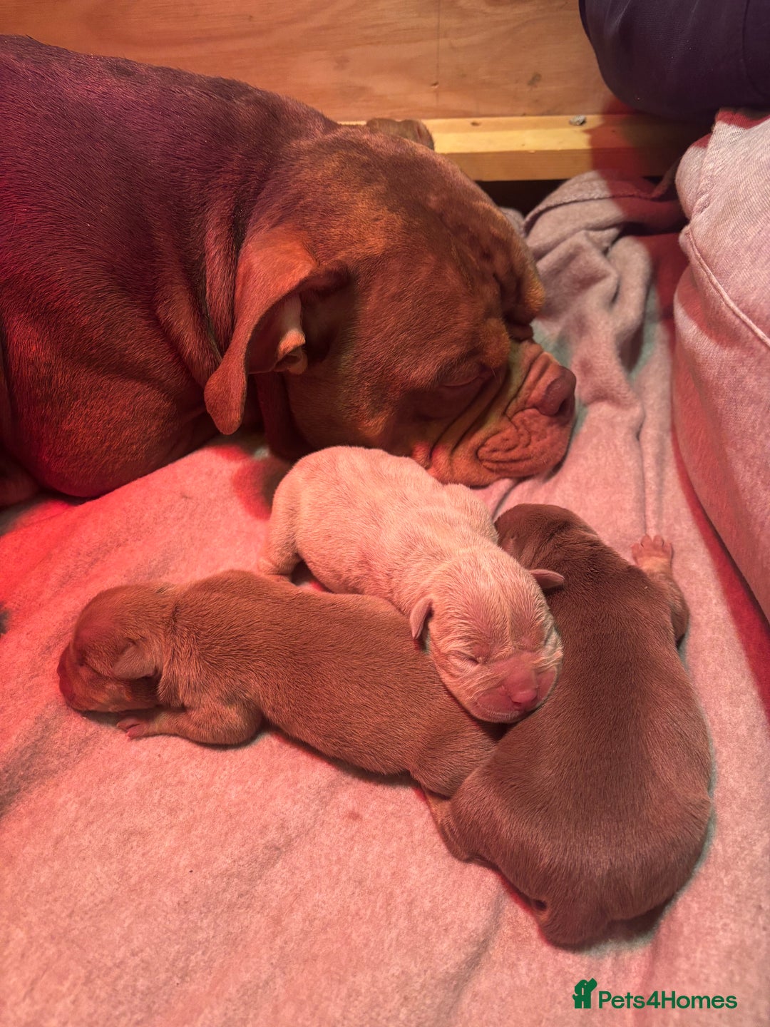 American Bully dogs for sale: 💙🐾 2 Stunning American Pocket Bully Puppies 🐾💙 - Advert 1