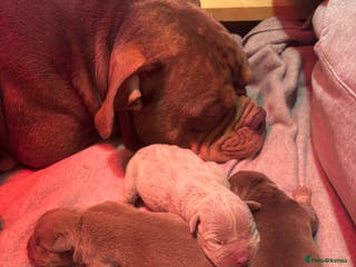 American Bully dogs 💙🐾 2 Stunning American Pocket Bully Puppies 🐾💙 - Advert 1