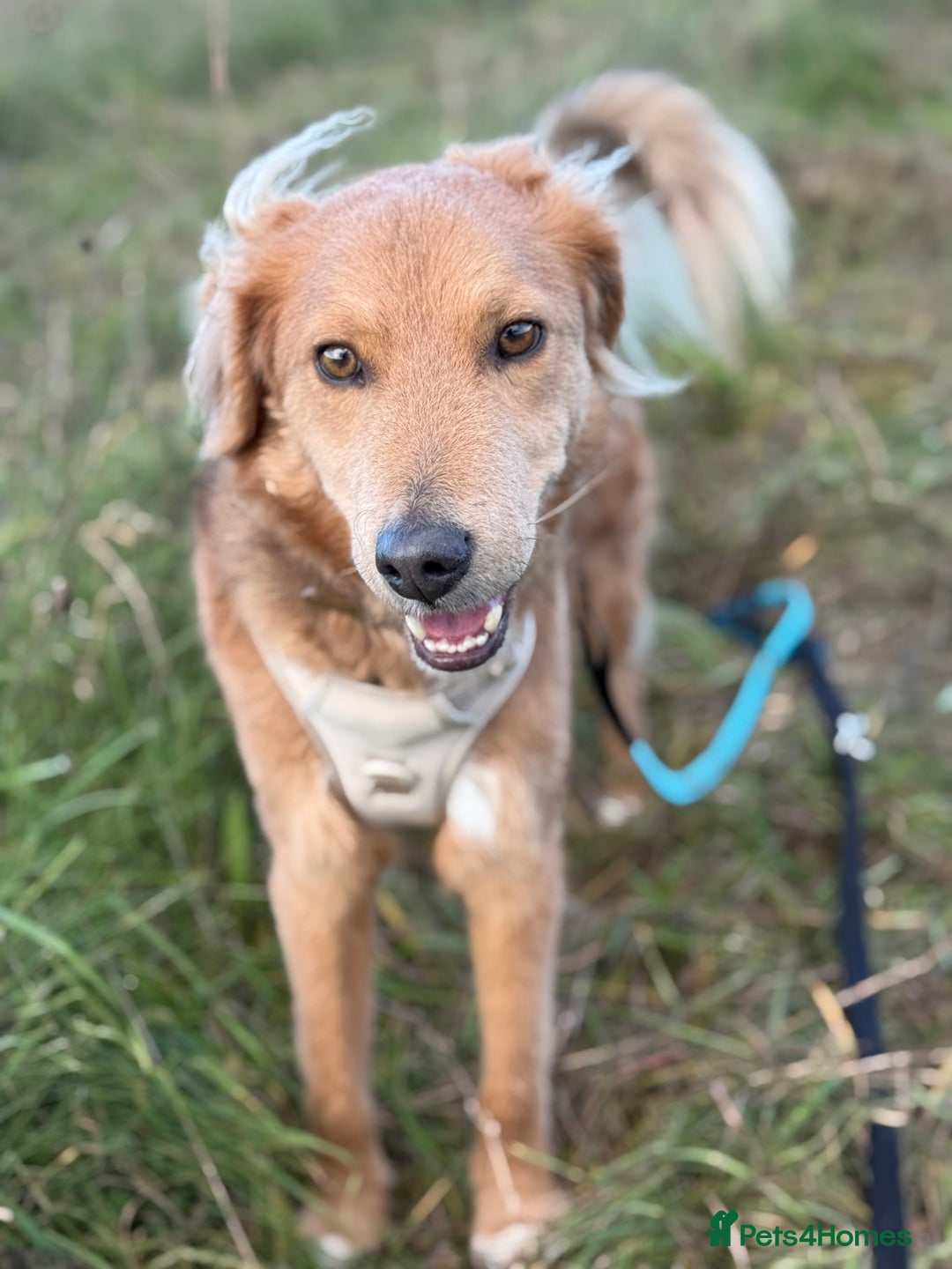 Mixed Breed dogs for adoption: Sweet Nathan Is looking for Love  - Image 24