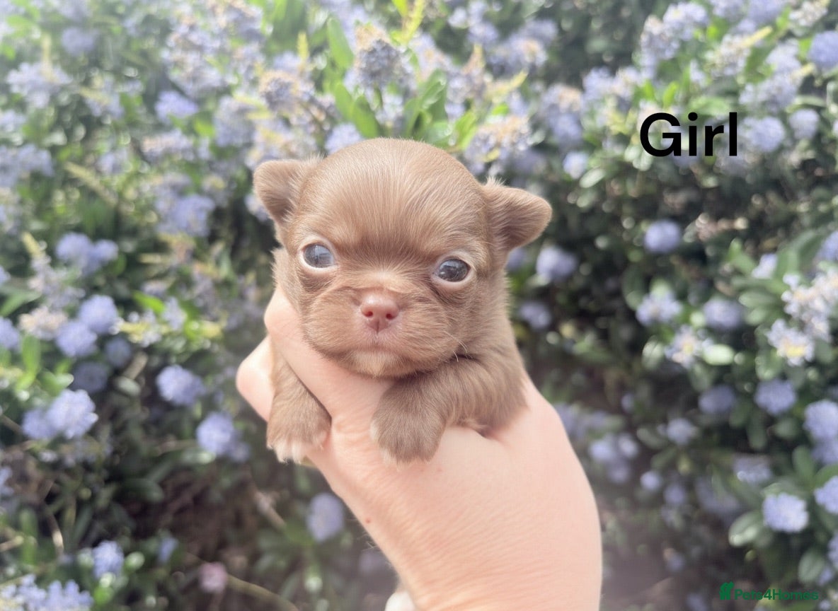 Chihuahua dogs Exquisite long coat chihuahuas  - Advert 1