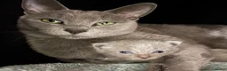 Russian Blue cats for sale: GCCF registered kitten - Advert 3