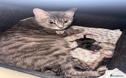 Bengal cats for sale: Beautiful Bengal x British short hair kittens! - Image 8
