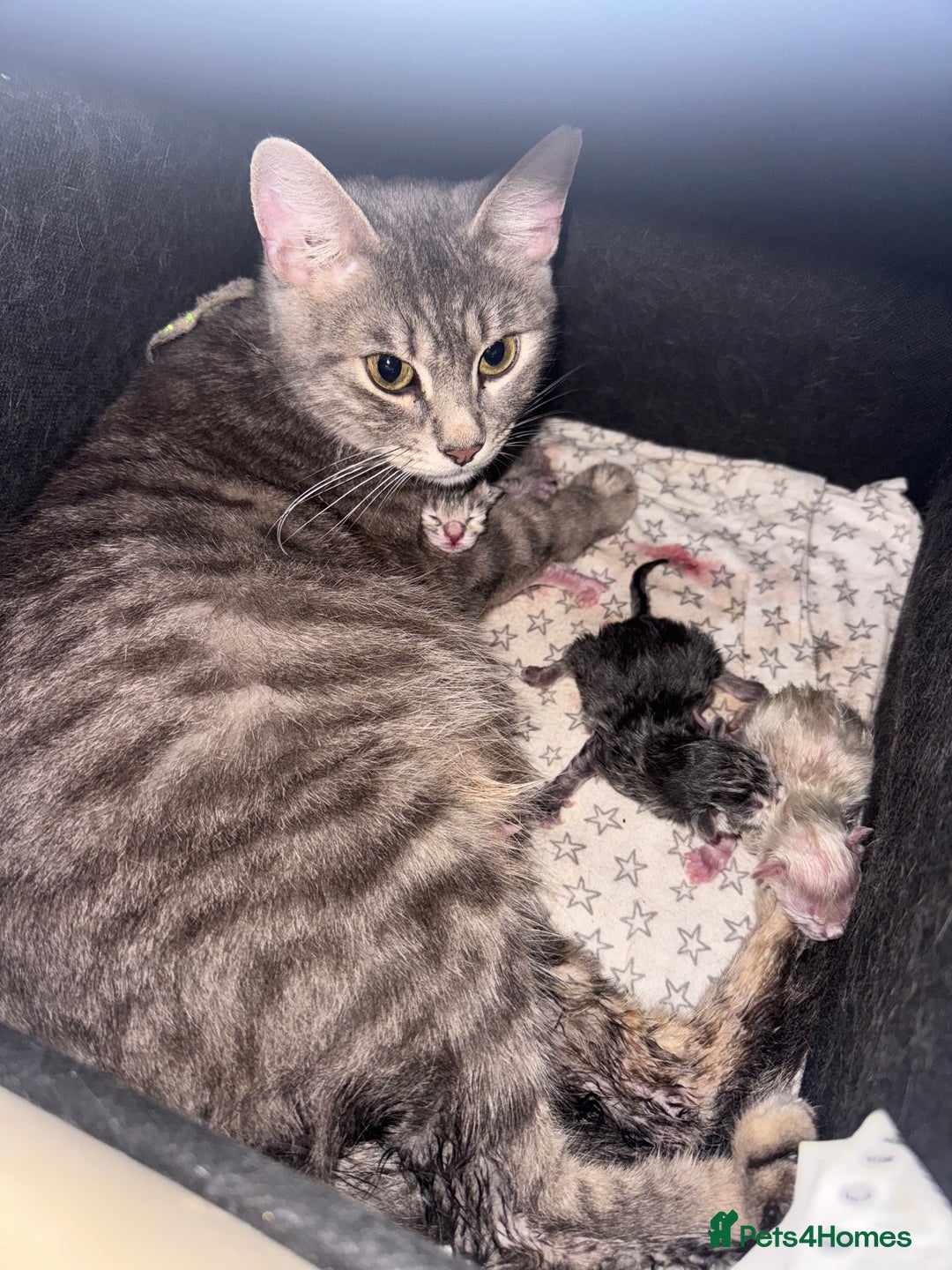 Bengal cats for sale: Beautiful Bengal x British short hair kittens! - Image 8