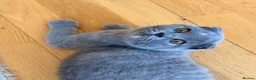 Scottish Fold cats for sale: Luxury Scottish folded NY12 ready to going.  - Advert 5