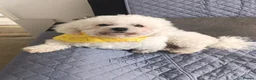 Bichon Frise dogs for sale: Bishon frise - Advert 3