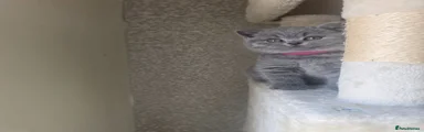 British Shorthair 5