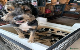Bernedoodle dogs for sale: Standard Bernedoodle Blue Merle, Black White. - Image 37