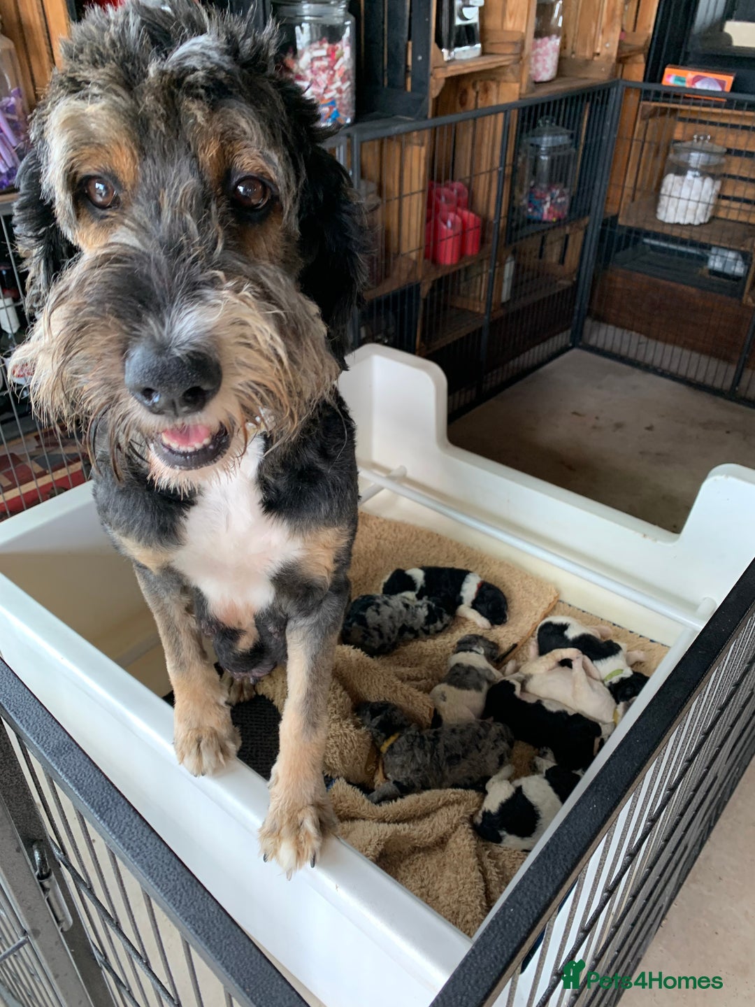 Bernedoodle dogs for sale: Standard Bernedoodle Blue Merle, Black White. - Image 37