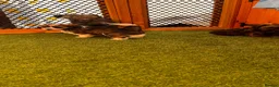 Yorkiepoo dogs for sale: Beautiful yorkipoo’s  - Advert 14