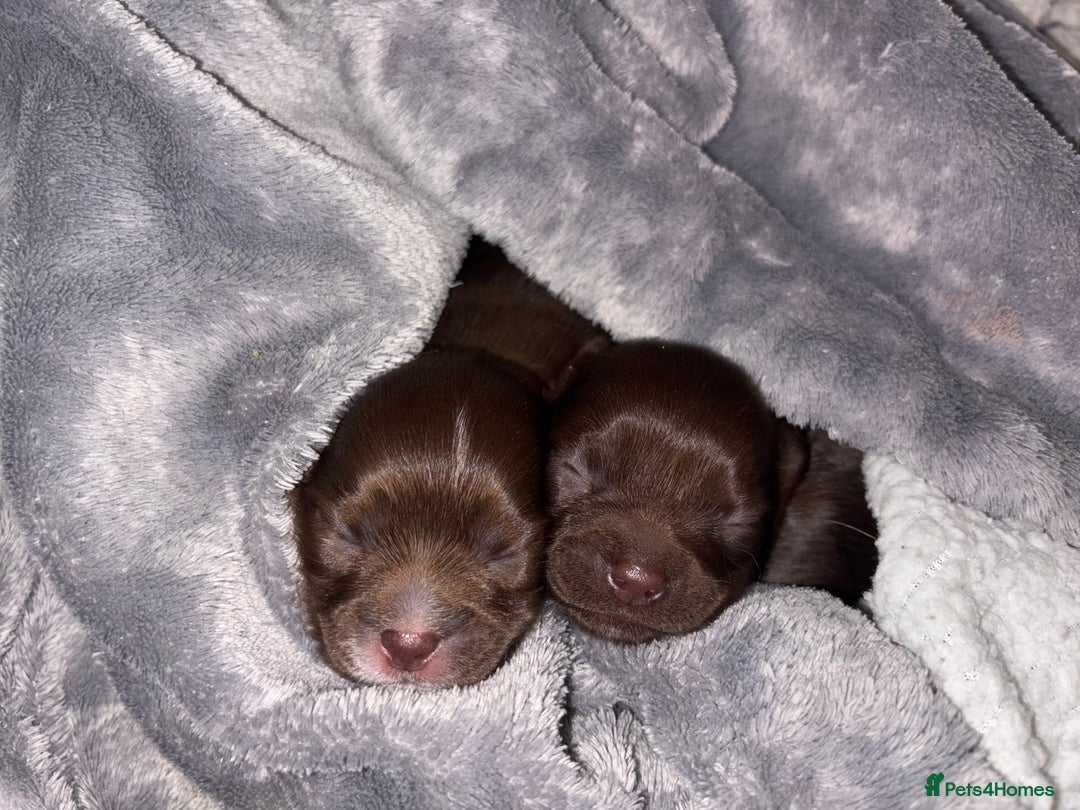 Chihuahua dogs for sale: Long haired chihuahua boys  - Image 2