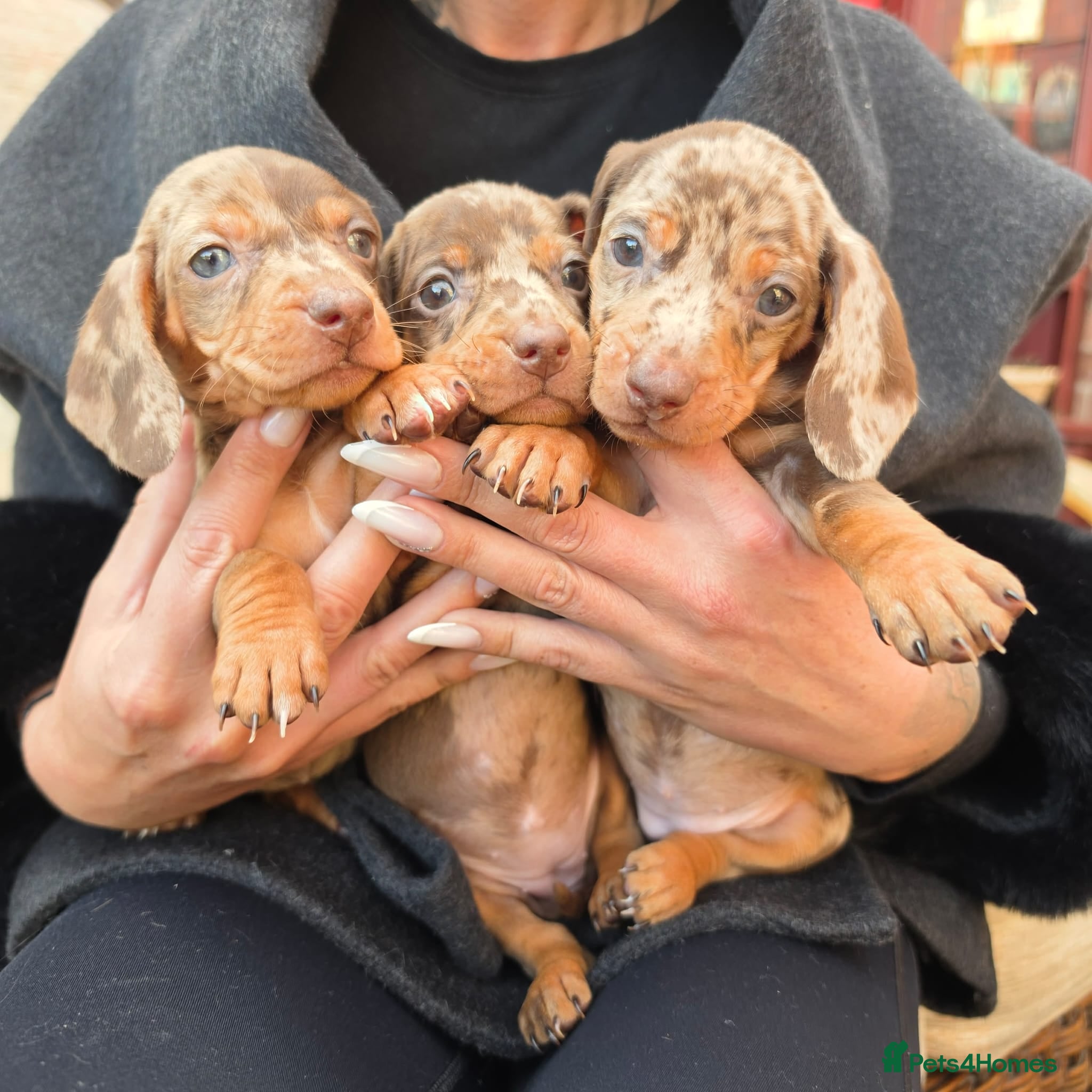 Dachshund dogs Dachshund puppies  - Advert 14