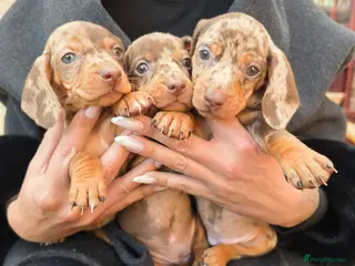 Dachshund dogs Dachshund puppies - Advert 14