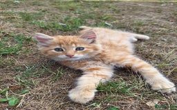 British Shorthair cats for sale: 4 short haired kittens  - Image 4