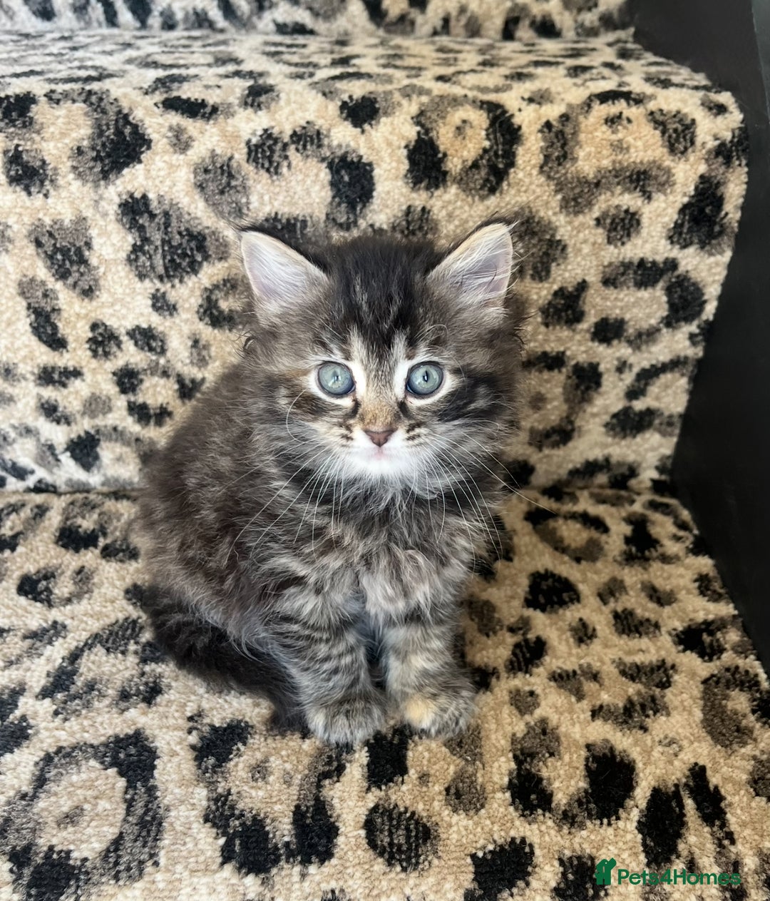 Cat Price Bobtail Cats For Sale Near Me 1+ Thousand American