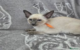 Siamese cats for sale: Four gorgeous girls - Image 9