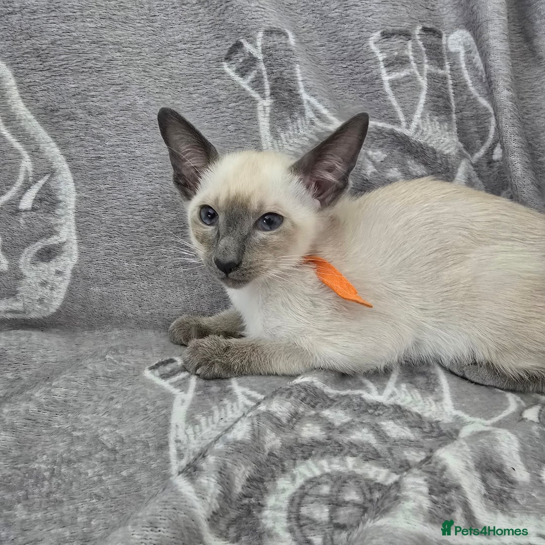 Siamese cats for sale: Four gorgeous girls - Image 9