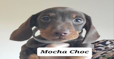 Miniature Dachshund dogs QUALITY miniature Dachshund smooth KC REGISTERED - Advert 2