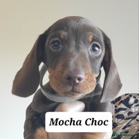 Miniature Dachshund dogs QUALITY miniature Dachshund smooth KC REGISTERED - Advert 2