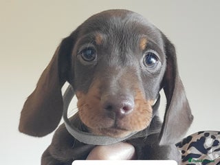 Miniature Dachshund dogs QUALITY miniature Dachshund smooth KC REGISTERED - Advert 5