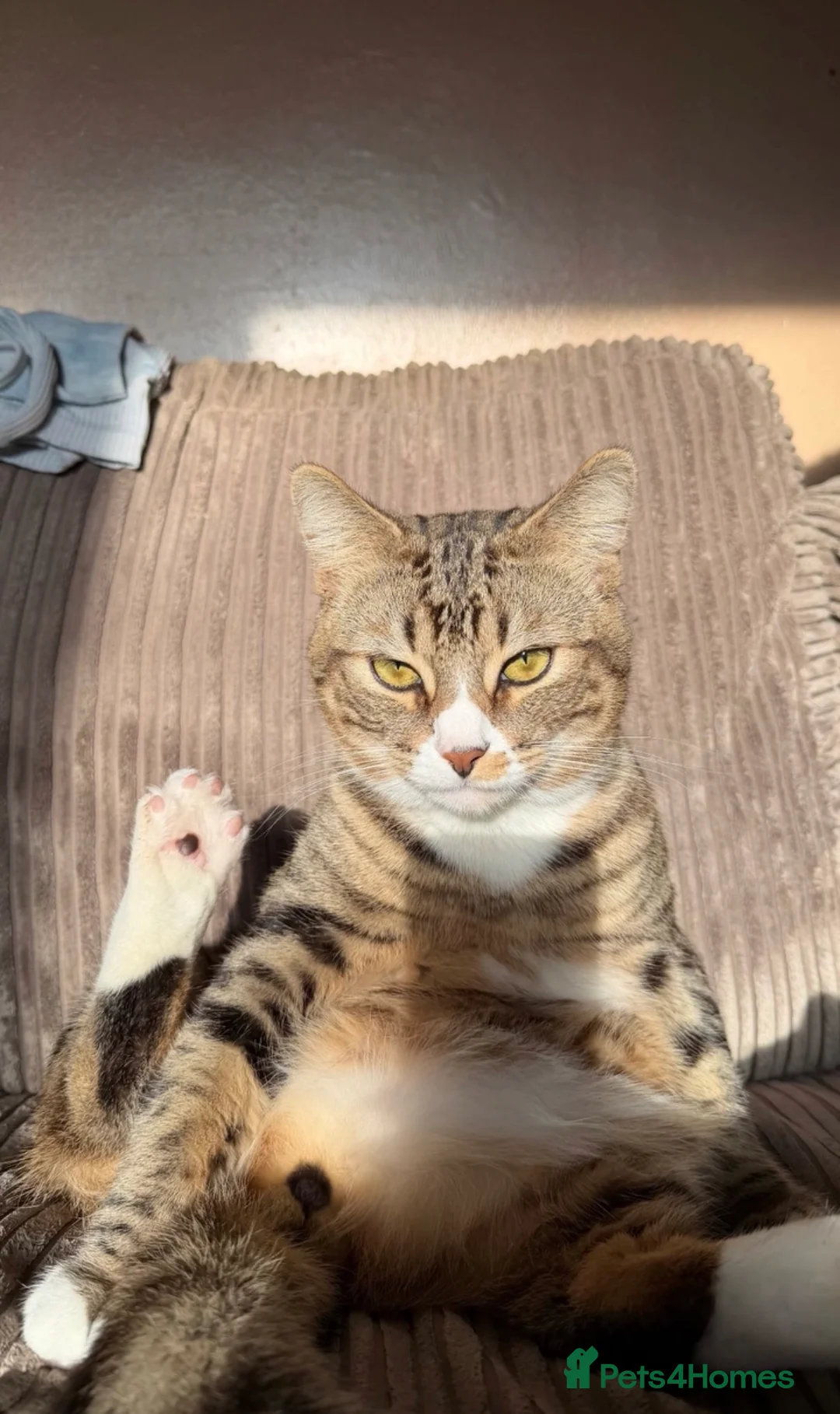 Mixed Breed cats for sale: x3 Mixed Breed Kittens (2M) (1F) - Advert 24