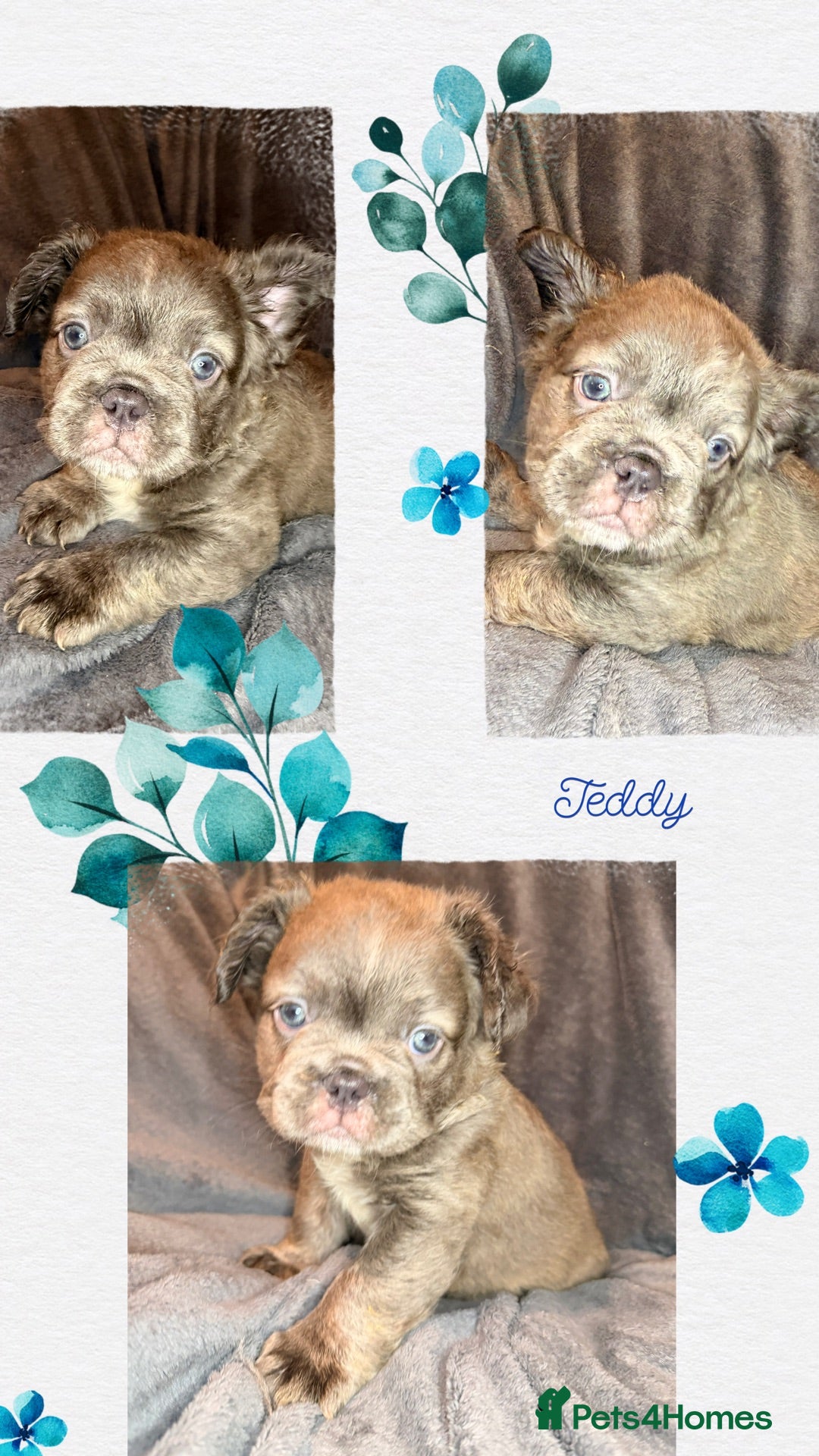 French Bulldog dogs Pedigree visual fluffy and fluffy carriers - Advert 2