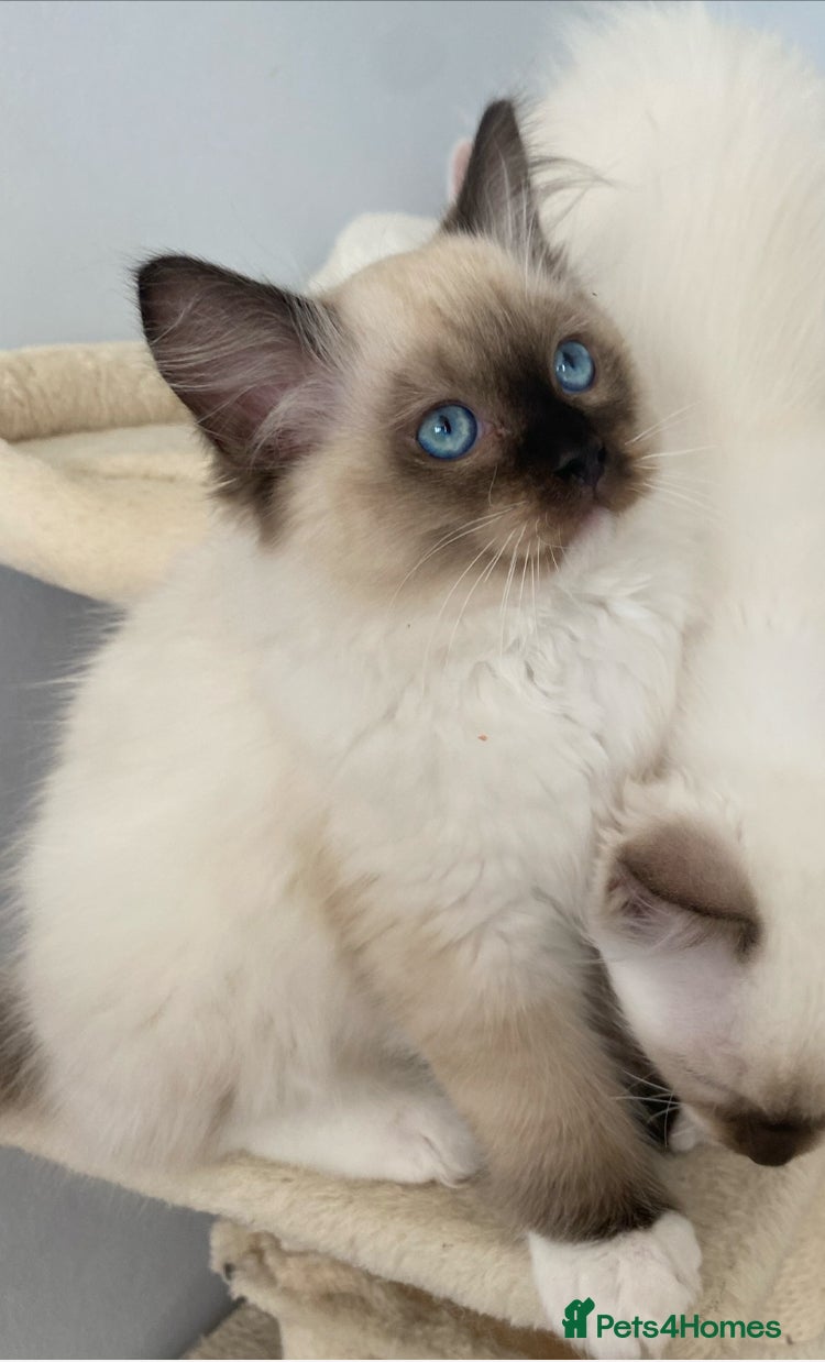 Ragdoll cats TICA REGISTERED PUREBRED RAGDOLL KITTENS AVAILABLE - Advert 15