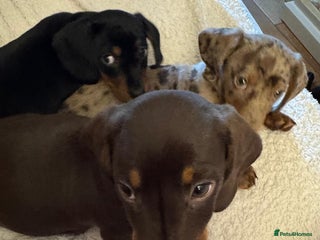 Miniature Dachshund dogs - Advert 13