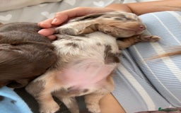 Miniature Dachshund dogs for sale: 🐾Beautiful KC Reg Miniature Dachshunds looking 🐾 - Image 6