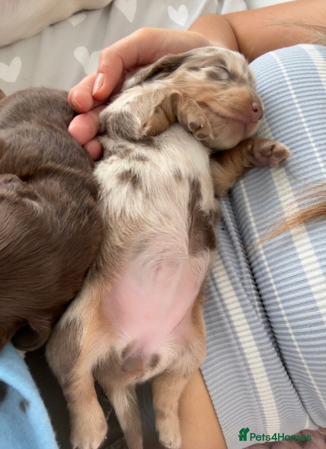 Miniature Dachshund dogs for sale: 🐾Beautiful KC Reg Miniature Dachshunds looking 🐾 - Image 6