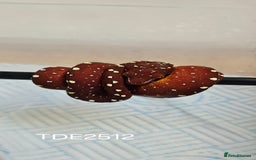 Python Snake reptiles for sale: Green tree Python in Mold - Image 6