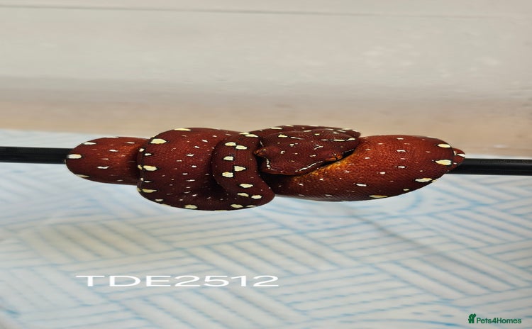 Python Snake reptiles in Mold - Advert 1
