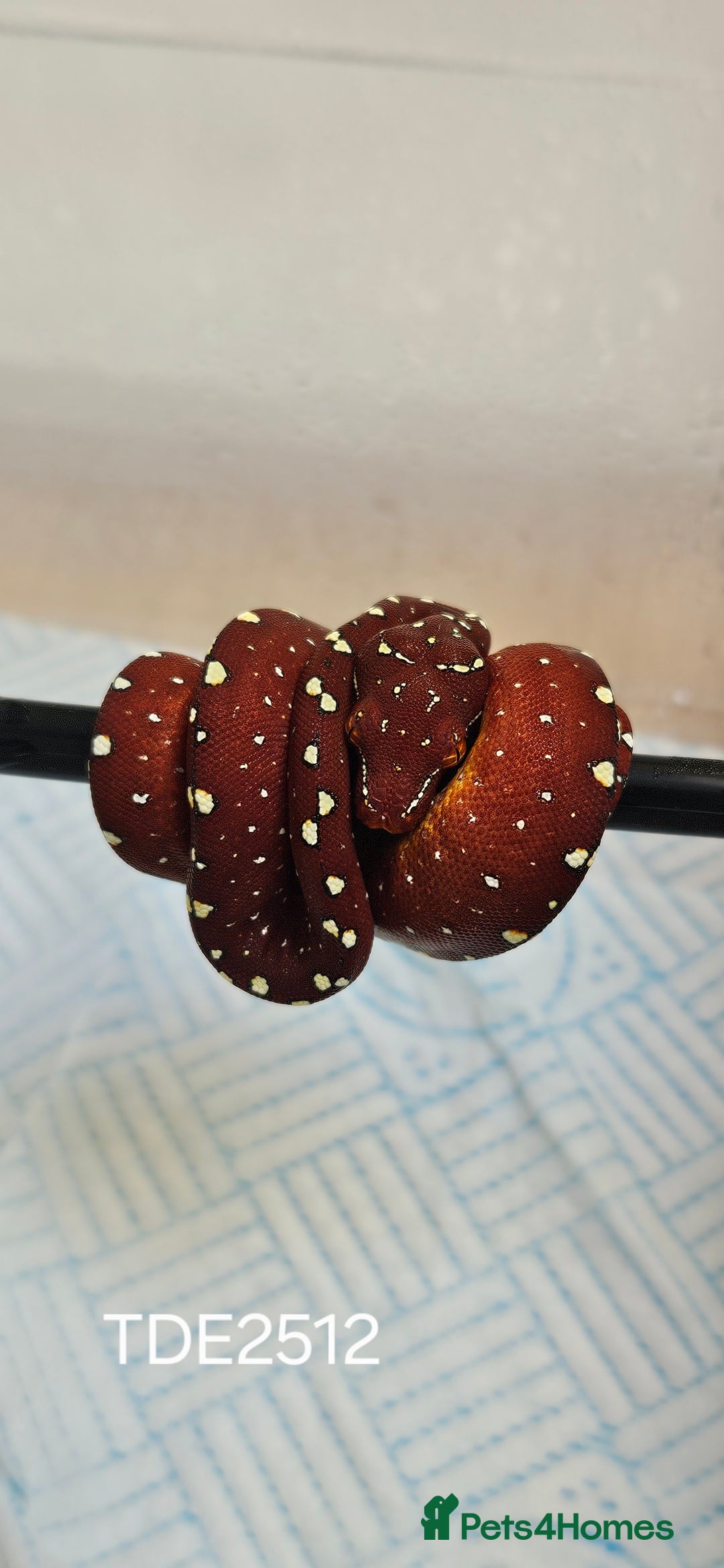 Python Snake reptiles for sale: Green tree Python in Mold - Image 6