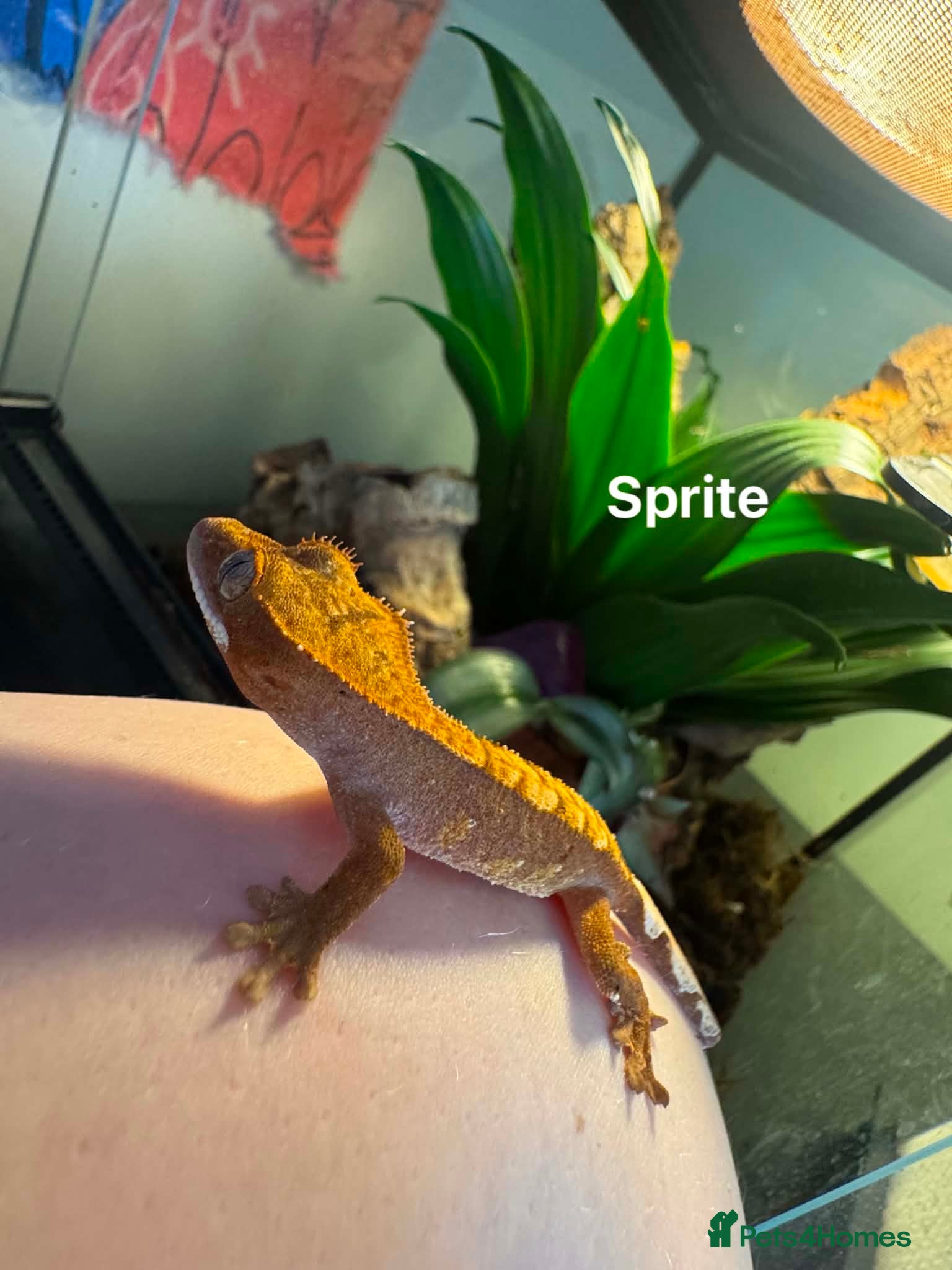 Gecko reptiles Leopard and crested geckos  - Advert 5