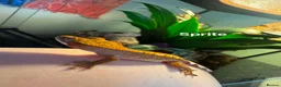 Gecko reptiles for sale: Leopard and crested geckos  in Trowbridge - Advert 1
