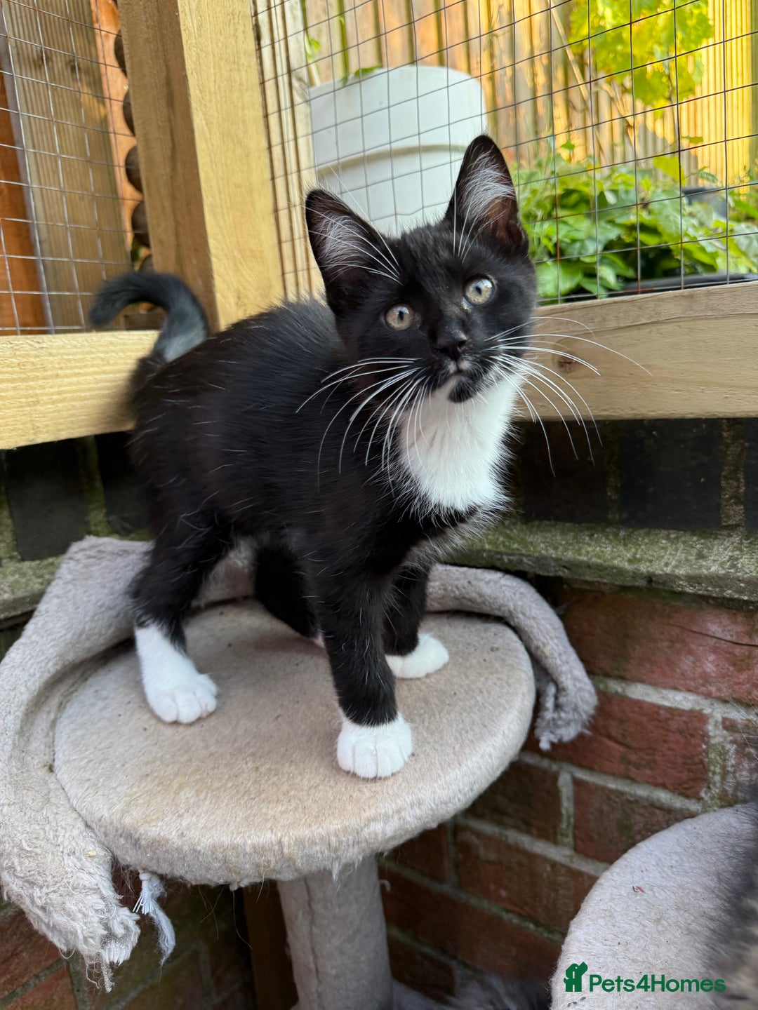 Maine Coon cats for sale: Half Maine Coon kittens**1 boy left** - Image 2