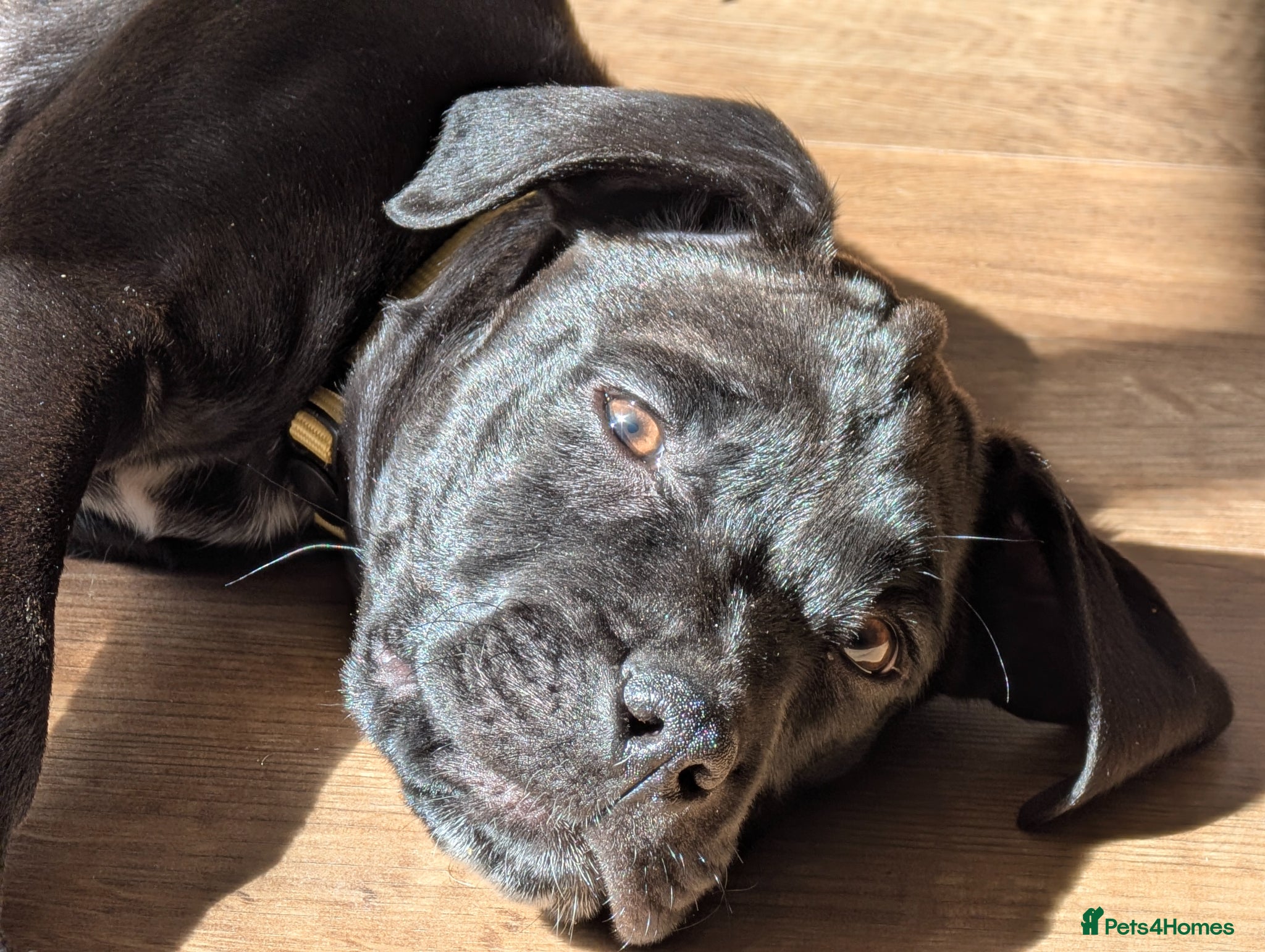 Mixed Breed dogs Beautiful Dal. De borduex puppies  - Advert 1