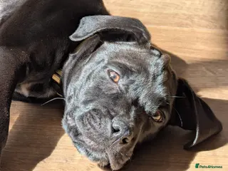 Mixed Breed dogs Beautiful Dal. De borduex puppies - Advert 1