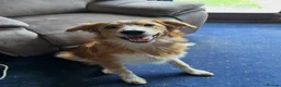 Mixed Breed dogs for sale: Border Collie x Welsh Sheep Dog for sale in Wrexham - Advert 1