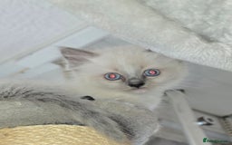 Ragdoll cats for sale: 3 beautiful girls left - Image 4