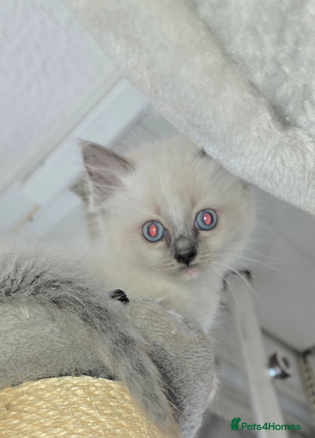 Ragdoll cats for sale: 3 beautiful girls left - Image 4