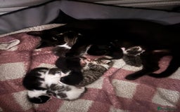 British Shorthair cats for sale: 4 beautiful kittens ready soon! - Image 5