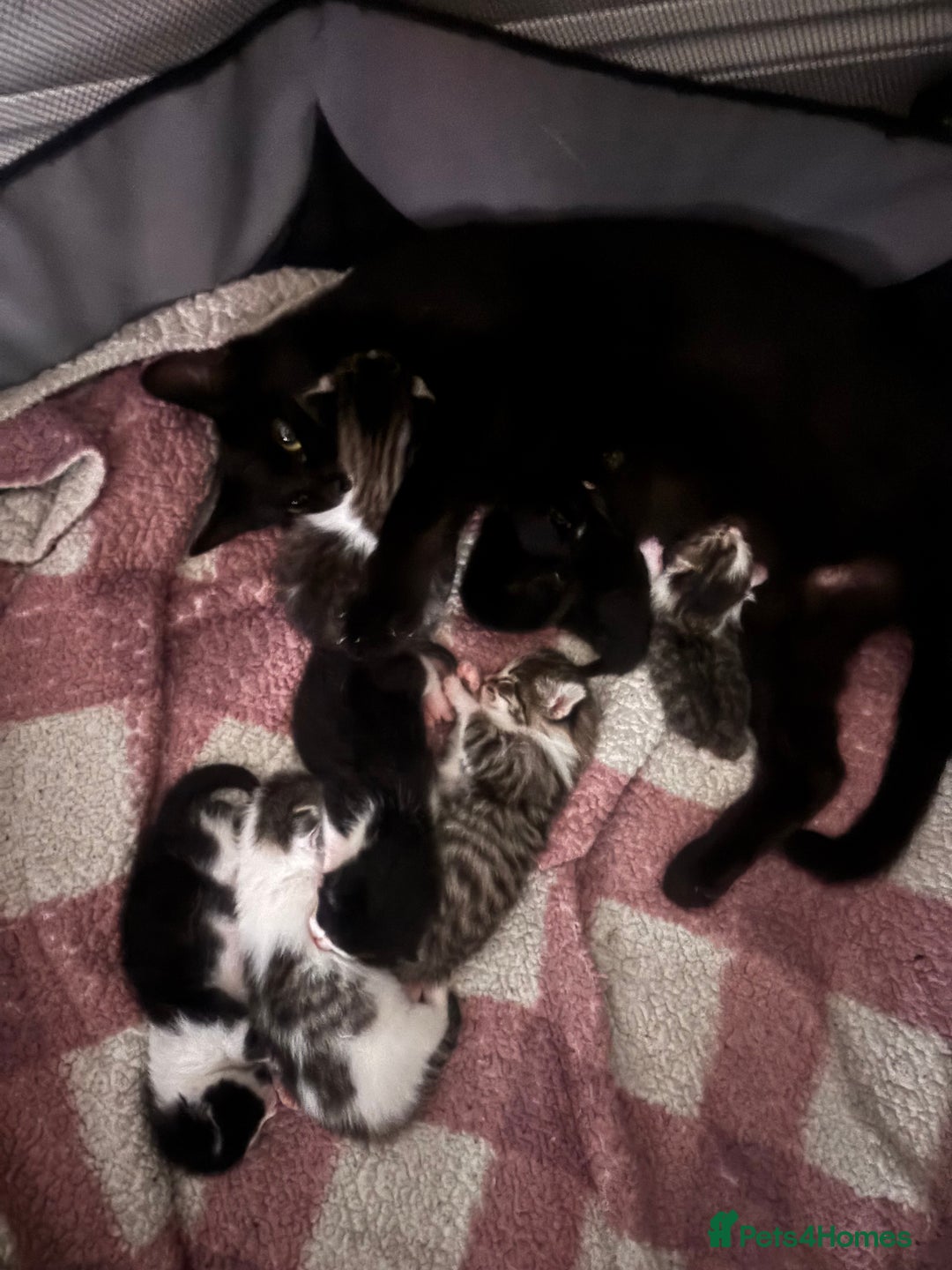 British Shorthair cats for sale: 4 beautiful kittens ready soon! - Image 5