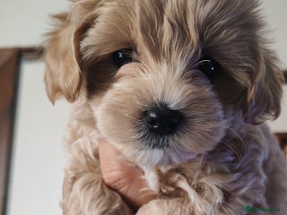 Maltipoo dogs - Advert 1