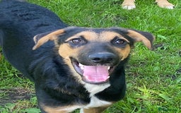 Mixed Breed dogs for adoption: 💙🐶 BRUNO 🐶💙 - Image 14
