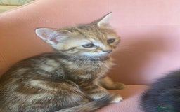 British Longhair cats for sale: 4 Beautiful tabby kittens - Image 2