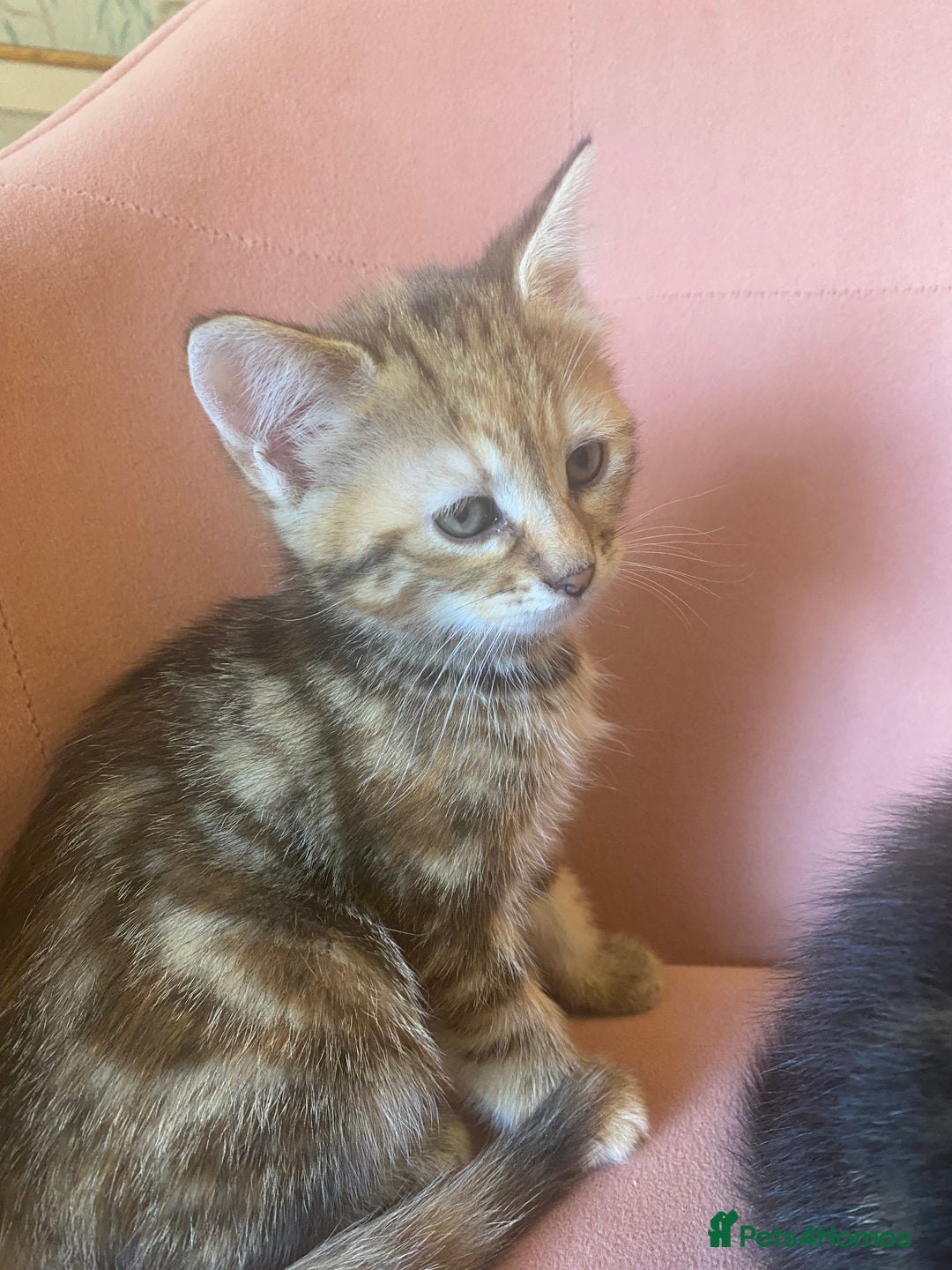 British Longhair cats for sale: 4 Beautiful tabby kittens - Image 2