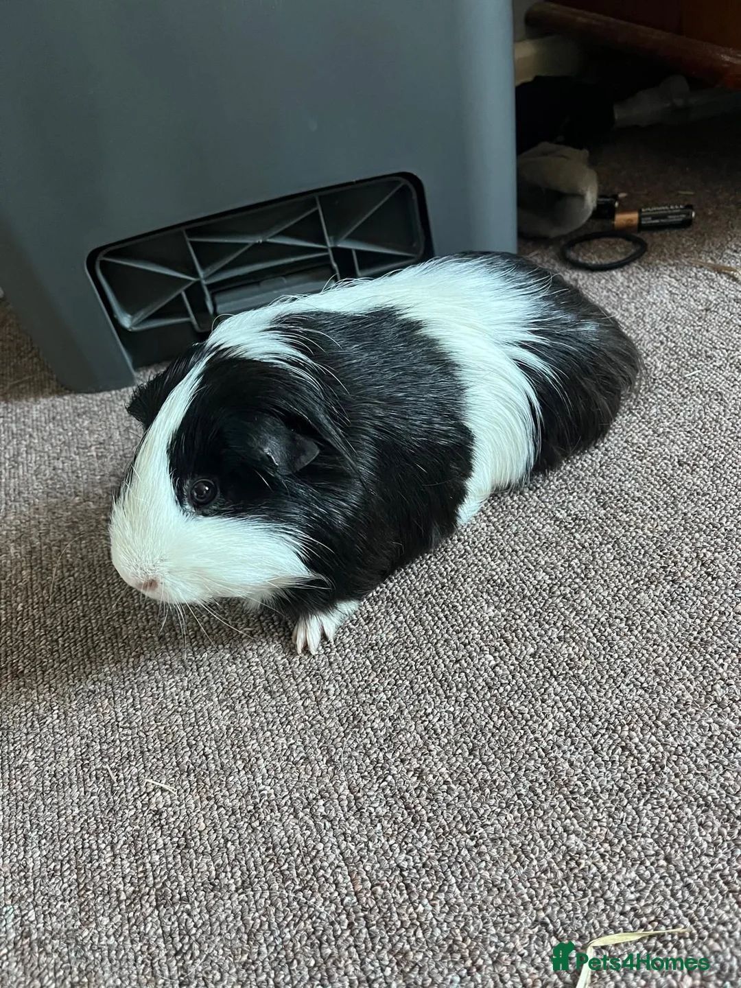 Guinea Pig rodents for sale: Male Guinea pig in Matlock - Advert 2