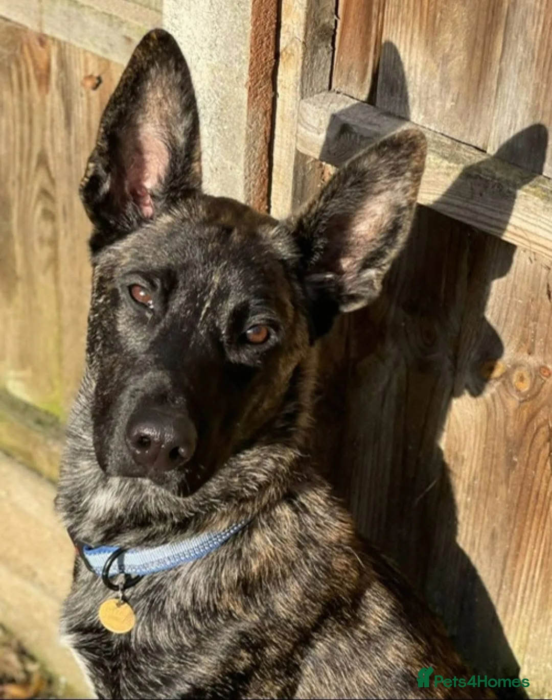 Belgian Shepherd Dog dogs for adoption: SHADOW - Advert 2