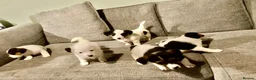 Jack Russell dogs for sale: Jack Russell puppies  in Bromyard - Advert 1